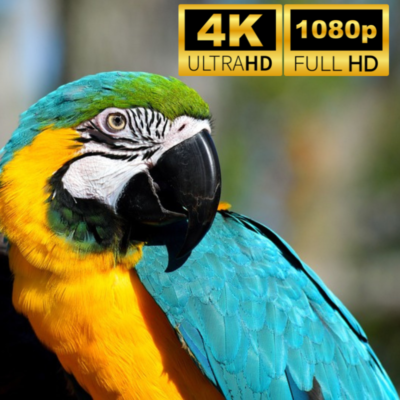 CastMax Projeksiyon - Kapıda Ödeme